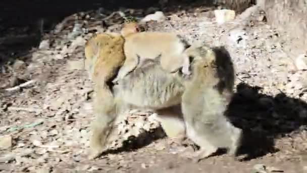 摩洛哥Ifrane国家公园Cute Barbary Macaque Ape Monkey — 图库视频影像