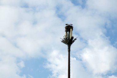 Storks nest installed on a telecommunication antenna tower in Morocco