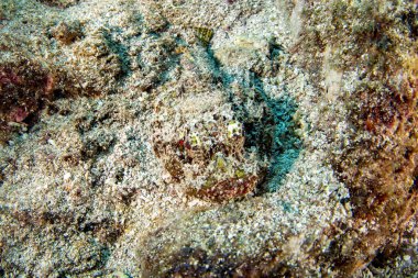 Dangerous Stone Fish close up underwater portrait in cortez sea mexico