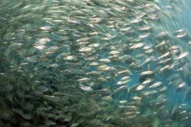 inside a giant sardines school of fish bait ball while diving cortez sea