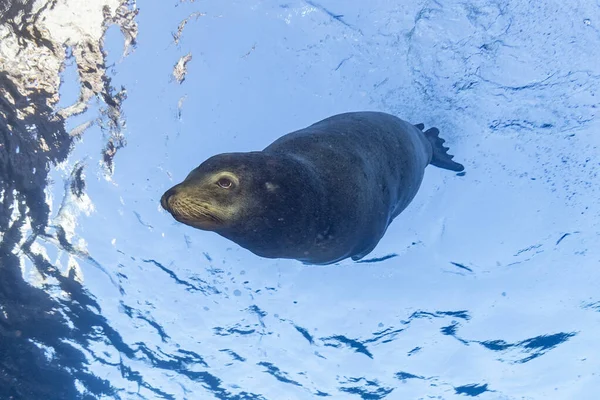 A California sea lion seal enjoying the rays of the sun in Baja California cortez sea galapagos