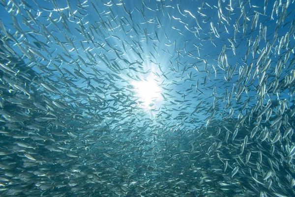 Giant Sardines School Fish Bait Ball While Diving Cortez Sea — Stock Photo, Image