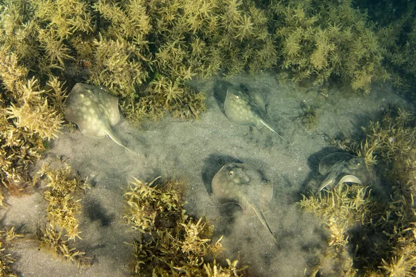 Nursery of many Stingray in the sand underwater in th Sea of Cortez, Mexico
