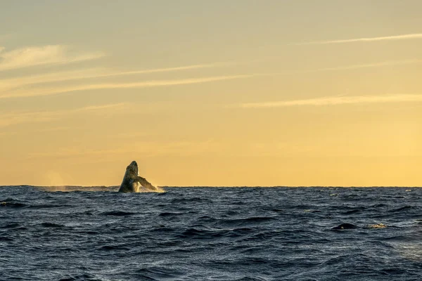 Baleia Jubarte Entra Ruptura Pôr Sol — Fotografia de Stock