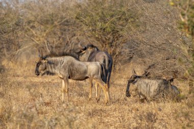 Gnu Kruger National Park South Africa portrait