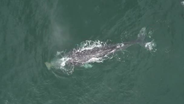 Wieloryb Szary Meksyku Baja California Magdalena Zatoka Powietrzny Dron Widok — Wideo stockowe