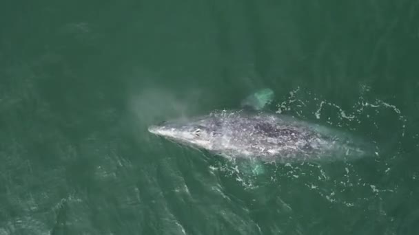Γκρι Φάλαινα Στο Μεξικό Baja Καλιφόρνια Magdalena Κόλπο Εναέρια Άποψη — Αρχείο Βίντεο