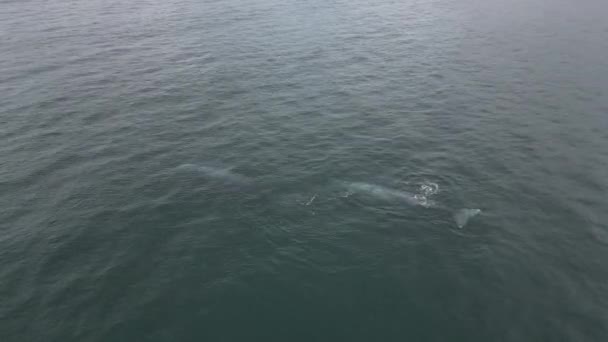 Γκρι Φάλαινα Στο Μεξικό Baja Καλιφόρνια Magdalena Κόλπο Εναέρια Άποψη — Αρχείο Βίντεο