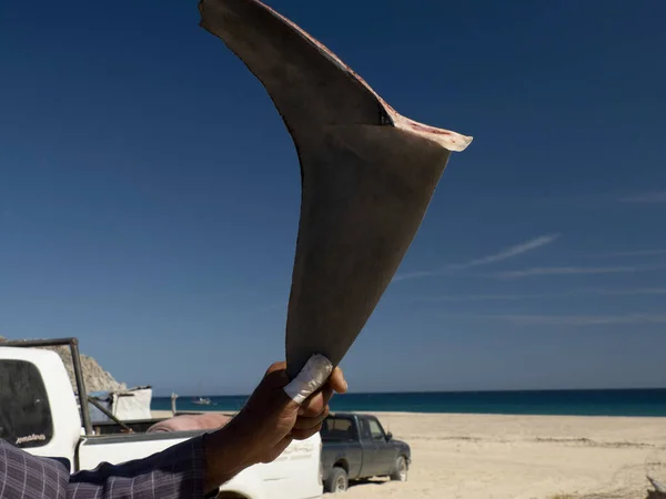 Birçok Köpekbalığı Yüzgeci Balıkçı Köyünde Sıcak Güneşin Altında Kurudu — Stok fotoğraf