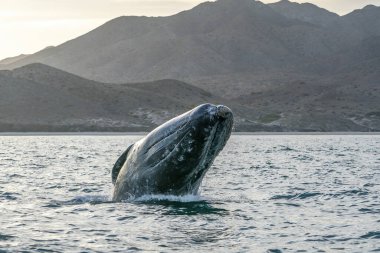 Baja California, Meksika 'da çok nadir bir gri balina ihlali.