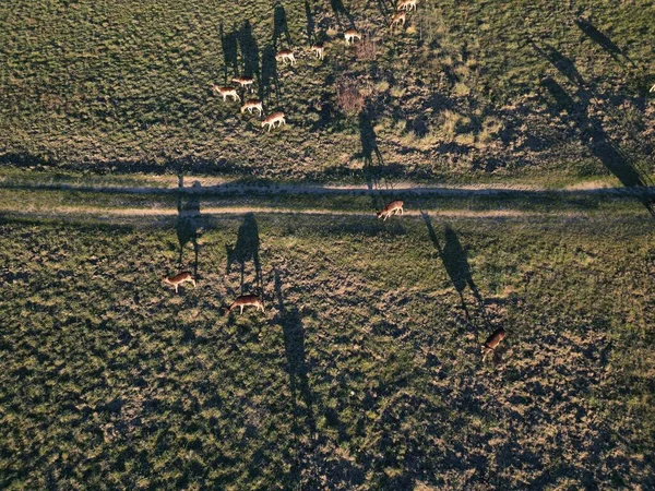 Una Vista Aérea Del Rebaño Ciervos Barbecho Desde Arriba —  Fotos de Stock