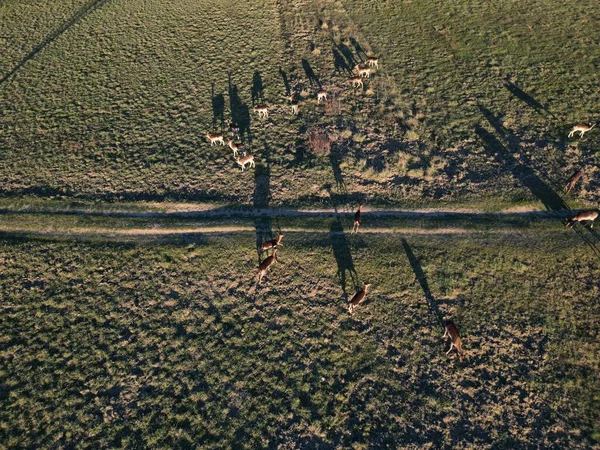 Εναέρια Άποψη Του Κοπαδιού Των Ελαφιών Υπό Αγρανάπαυση Από Ψηλά — Φωτογραφία Αρχείου