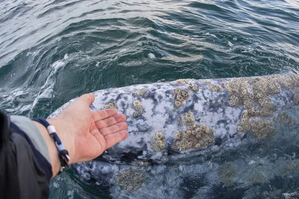 在墨西哥的下加利福尼亚 一只手摸着一条灰鲸 — 图库照片