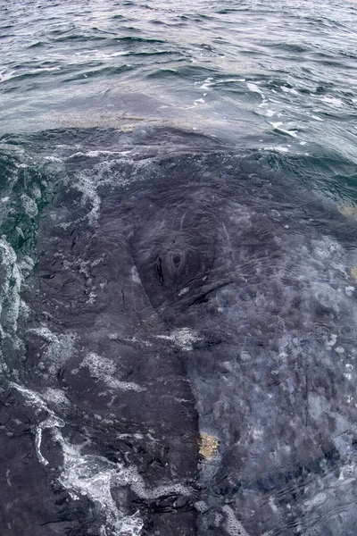 Подробности Close Eye Grey Whale Baja California Sur Mexico — стоковое фото