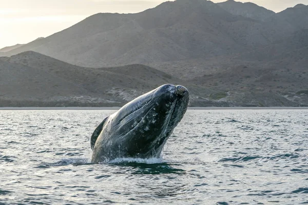 Very Rare Breaching Grey Whale Baja California Sur Mexico — Stock Photo, Image