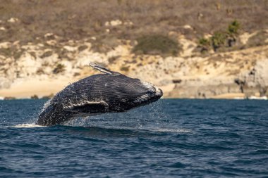 Kambur balina yeni doğmuş buzağı Cabo San Lucas Baja California 'da yarılıyor. Mexico Pasifik Okyanusu' ndan atlıyor.