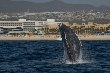 Kambur balina yeni doğmuş buzağı Cabo San Lucas Baja California 'da yarılıyor. Mexico Pasifik Okyanusu' ndan atlıyor.