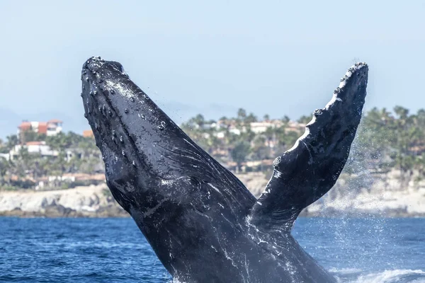 Humpback Whale Breaching Cabo San Lucas Baja California Sur Mexico — Stock Photo, Image