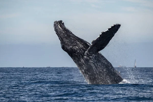 座头鲸在墨西哥太平洋沿岸的加那罗尼亚湾冲向大海跳出大海 — 图库照片