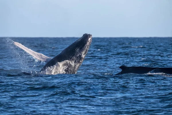 座头鲸在墨西哥太平洋沿岸的加那罗尼亚湾冲向大海跳出大海 — 图库照片