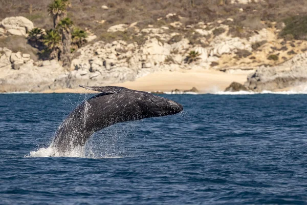 Humpback Whale Newborn Calf Breaching Cabo San Lucas Baja California — Stock Photo, Image