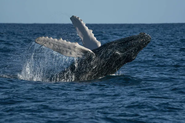 Humbak Wieloryb Łamanie Cabo San Lucas Baja Kalifornia Sur Meksyk — Zdjęcie stockowe