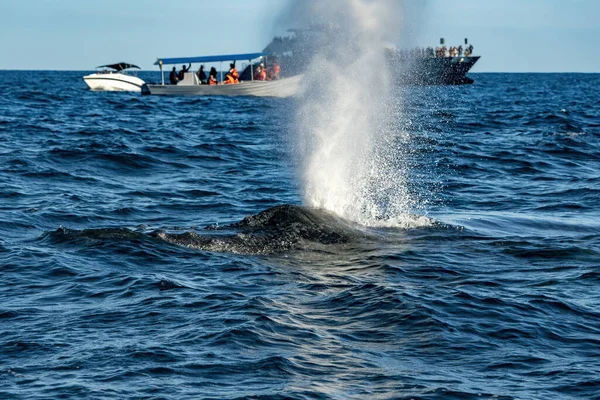 Baleia Jubarte Respirando Cabo San Lucas Baja Califórnia Sur Mexico — Fotografia de Stock