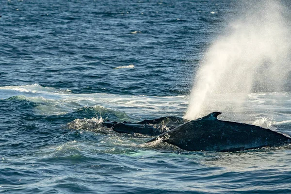 Hrbatý Velryba Dýchání Cabo San Lucas Baja California Sur Mexiko — Stock fotografie