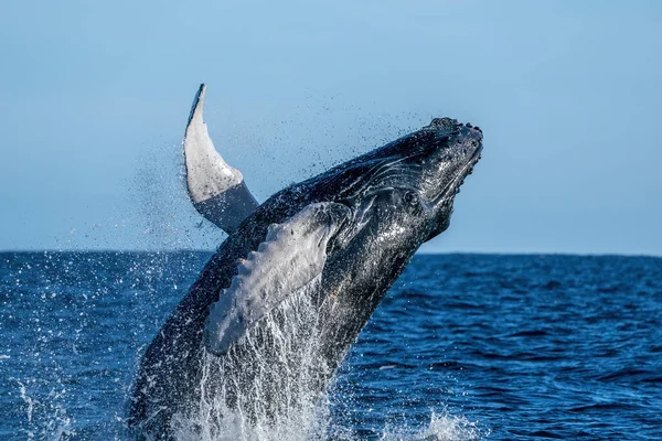 ルーカス カリフォルニア シュル メキシコ太平洋のザトウクジラが海から飛び立ち — ストック写真