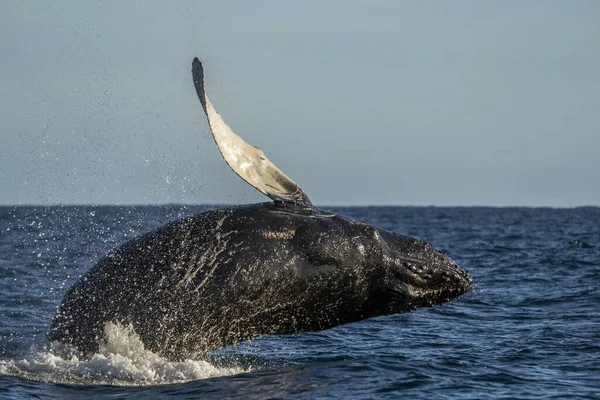 ルーカス カリフォルニア シュル メキシコ太平洋のザトウクジラが海から飛び立ち — ストック写真