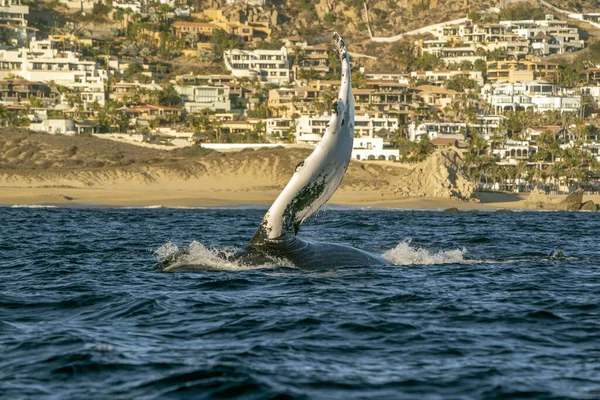 Humpback Whale Slapping Pectoral Fins Breaching Cabo San Lucas Baja — Stock Photo, Image
