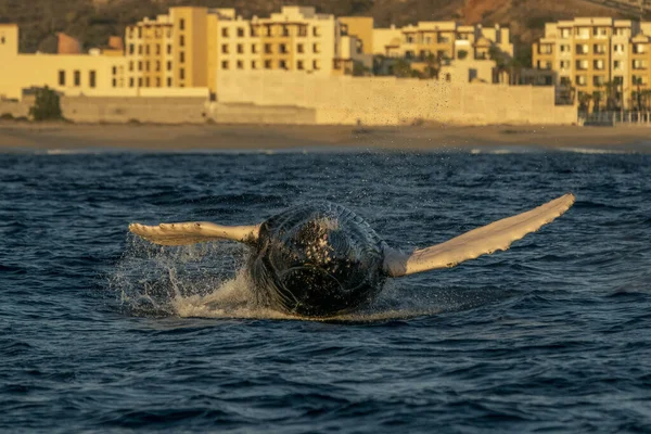 Humpback Whale Breaching Cabo San Lucas Baja California Sur Mexico — Stock Photo, Image