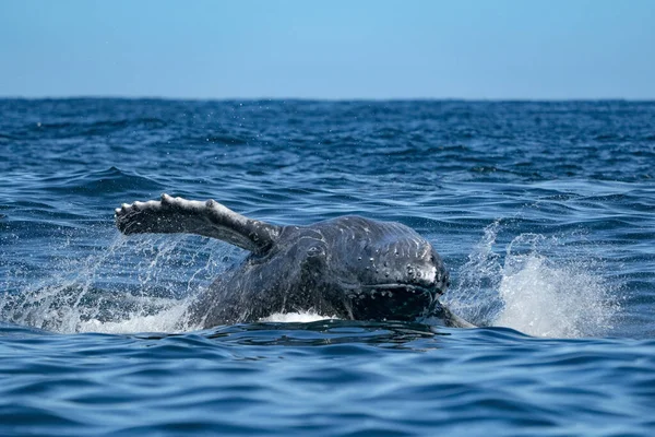 Humbak Wieloryb Naruszając Todos Santos Cabo San Lucas Baja California — Zdjęcie stockowe