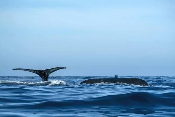 Two Humpback Whales Tail While Diving Together Todos Santos Cabo — Stock Photo, Image