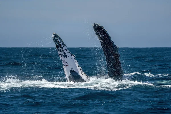 一种座头鲸在墨西哥太平洋沿岸的托多斯沙滩上拍打胸鳍 — 图库照片