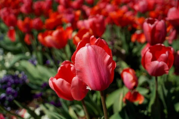 Tulip Blossom Washington United States America — Stock Photo, Image