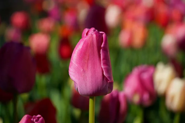 Цветок Тюльпана Вашингтоне Округ Колумбия Соединенные Штаты Америки — стоковое фото
