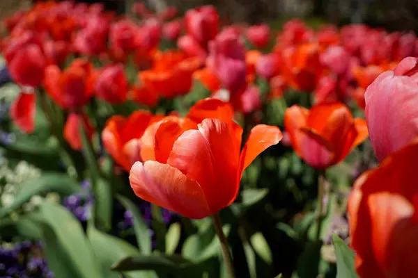 Tulip Blossom Washington Estados Unidos América —  Fotos de Stock