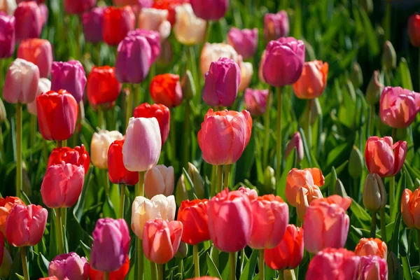 Tulipán Květ Washingtonu Spojené Státy Americké — Stock fotografie