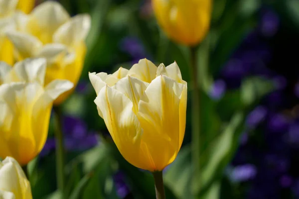 Цветок Тюльпана Вашингтоне Округ Колумбия Соединенные Штаты Америки — стоковое фото