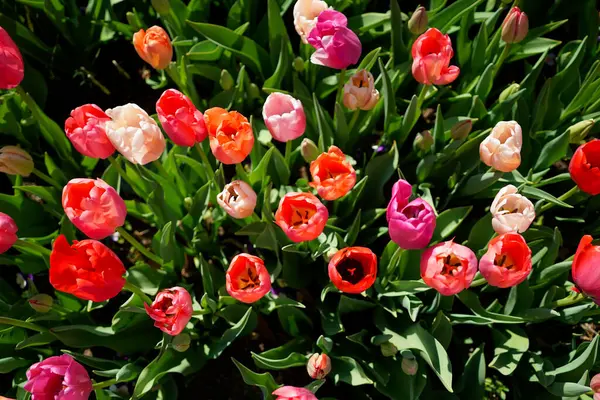 Tulip Blossom Washington United States America — Stock Photo, Image