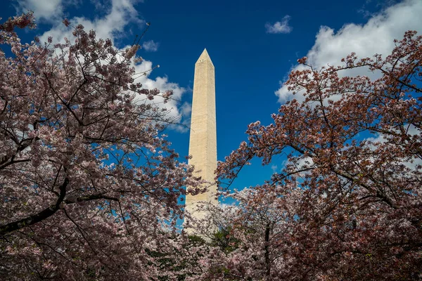 Cherry Blossom Washington Spojené Státy Americké — Stock fotografie