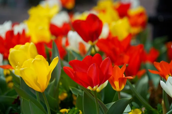 Tulipán Květ Washingtonu Spojené Státy Americké — Stock fotografie