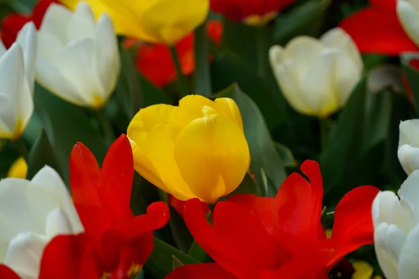 Tulipa Flor Washington Estados Unidos América — Fotografia de Stock
