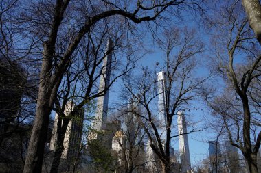 Central Park ağaçlarının dalları New York şehri Manhattan gökdelenleri güneşli bir günde sokaktan binanın tepesine kadar uzanır.