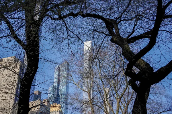 Central Park Ağaçlarının Dalları New York Şehri Manhattan Gökdelenleri Güneşli — Stok fotoğraf