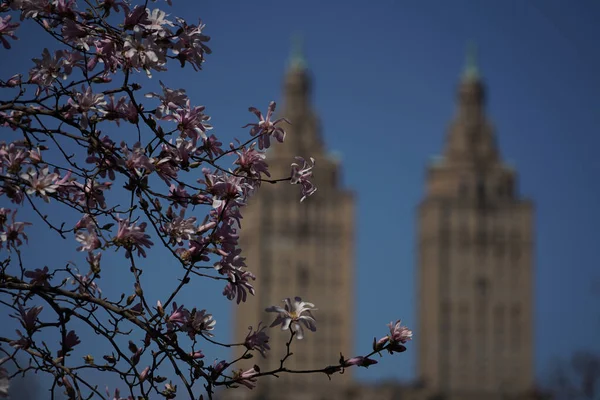 Central Park Gölünde Kiraz Çiçeği — Stok fotoğraf