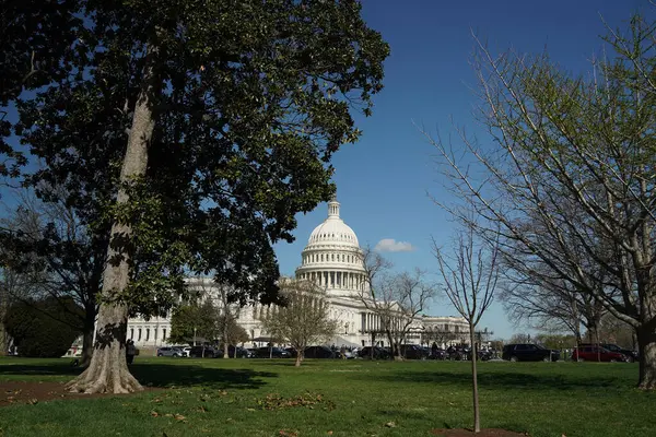 Através Galhos Árvores Washington Capitol Detalhe Usa — Fotografia de Stock
