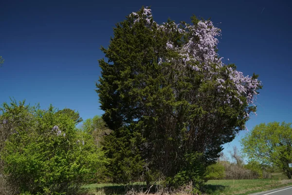 Großer Baum Der Glyzinien Sich Drehen Können — Stockfoto