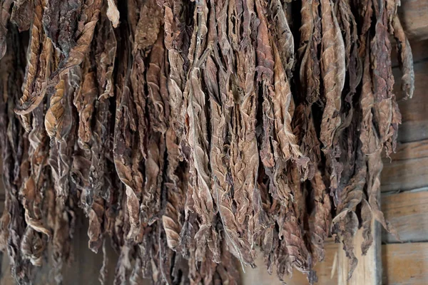 stock image BROWN Tobacco leaves hang from the ceiling of a barn to dry